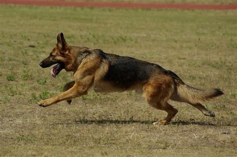 Shepherds run - How fast can German Shepherds run? German Shepherds are one of the fastest breeds of dog. They can run at a top speed of 32 mph (52 kph). This is if they are healthy, the weather is fine and the terrain is good. That’s an achievement considering how heavy they can get. 